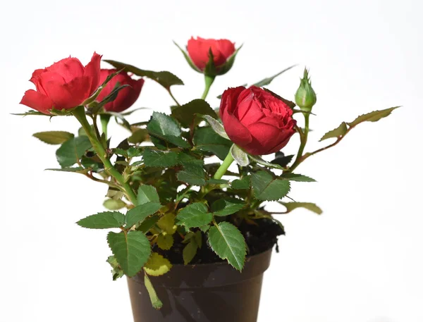 アイネムトップのルートZwergrose 鍋に赤いミニチュアのバラ — ストック写真