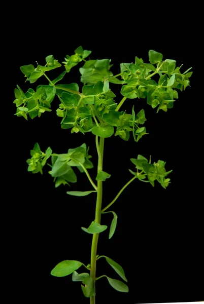 Folhas Verdes Salsa Sobre Fundo Preto — Fotografia de Stock