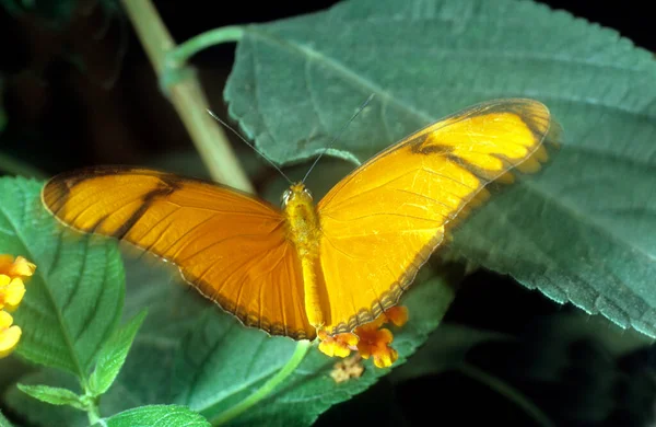 Schmetterling Fackel Dryas Julia — стоковое фото