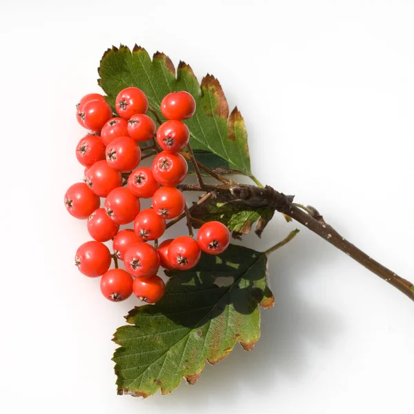 Bacche Sorbo Rosso Sfondo Bianco — Foto Stock