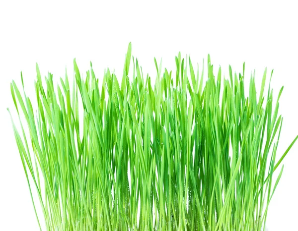 鲜绿的麦草 白色背景的麦芽 — 图库照片