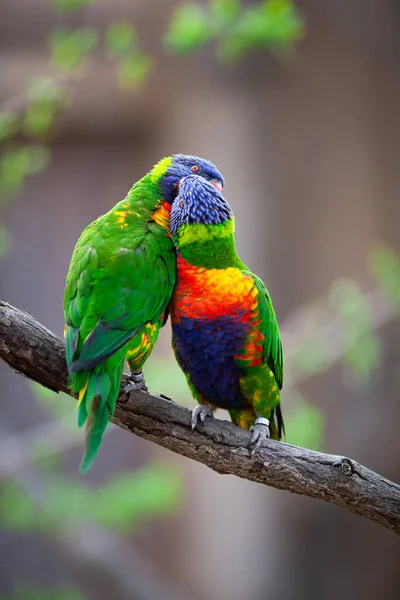 Egy Pár Szivárvány Lorikeets Harcol Játszik Ugratja Egymást Egy Faágon — Stock Fotó