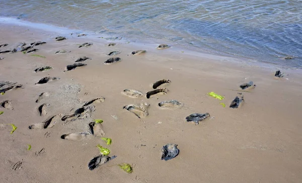 Caminata Llana Por Mar Del Norte Frisia Del Norte Alemania — Foto de Stock