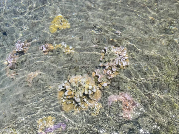 浅い水の海岸近くの海のサンゴ イースター島 — ストック写真