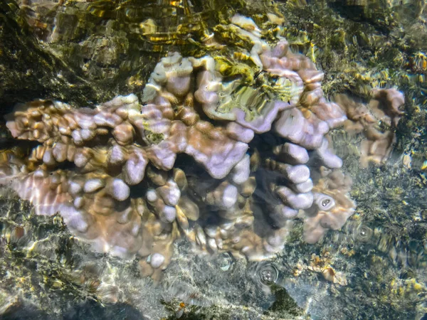 Corales Marinos Cerca Orilla Aguas Poco Profundas Isla Pascua —  Fotos de Stock