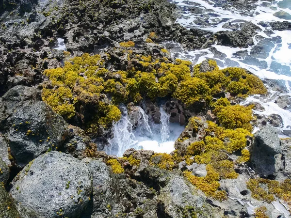 Corales Marinos Cerca Orilla Aguas Poco Profundas Isla Pascua — Foto de Stock