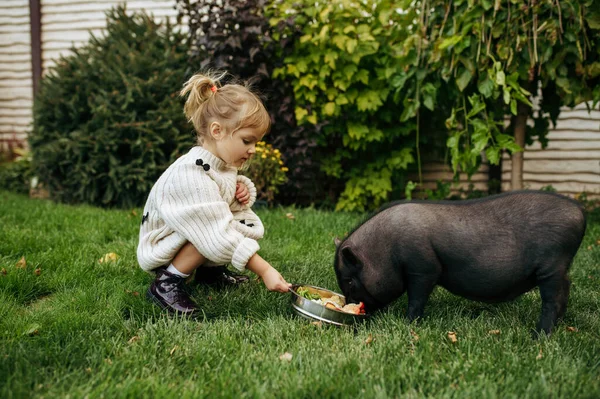 Дитина Годує Чорну Свиню Саду Піклуючись Про Тварин Дитина Свинячими — стокове фото