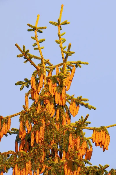 Vacker Botanisk Skott Naturliga Tapeter — Stockfoto