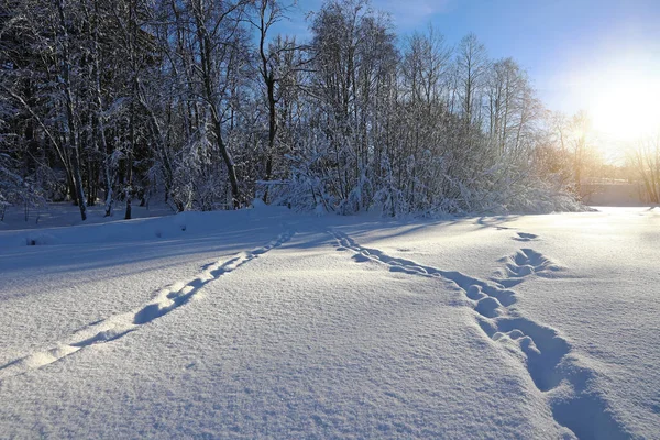 Zimní Krajina Bavorsku Zvířecími Stopami Vysokém Sněhu Proti Slunci — Stock fotografie