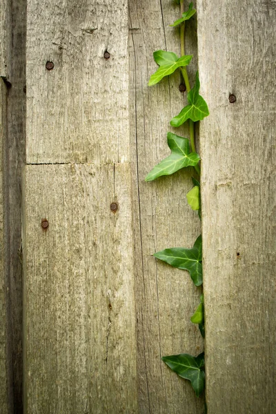 野生のツタの緑の葉を持つ木製の壁垂直画像 — ストック写真