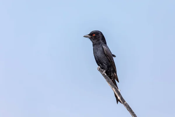 Черная Птица Вилохвостый Дронго Dicrurus Adsimilis Национальном Парке Этоша Африка — стоковое фото