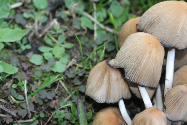 Mushroom Boletus Edilus Setas Boletus Blancas Populares Bosque Primer Plano — Foto de Stock