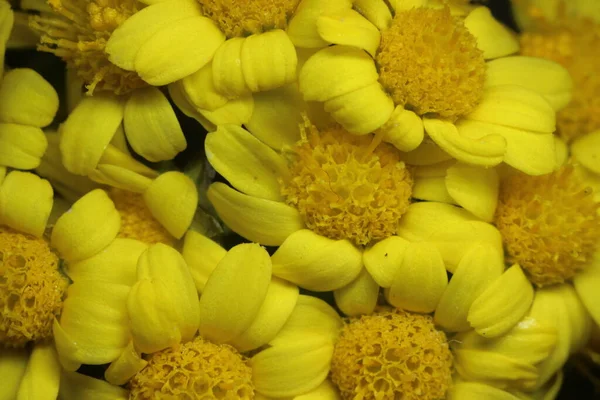 Close Macro Foto Com Foco Seletivo Calêndula Calêndula Flores Flores — Fotografia de Stock