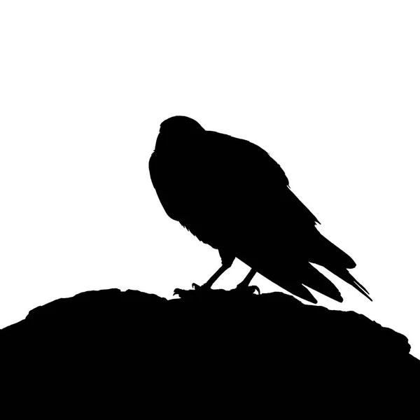 Schwarze Silhouette Eines Vogels — Stockfoto