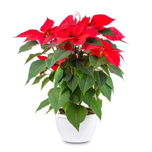 Piros Poinsettia Virág Pot Elszigetelt Fehér Háttér — Stock Fotó