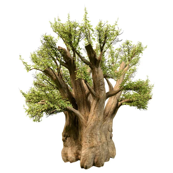 Vykreslení Zelené Africké Baobab Stromu Izolované Bílém Pozadí — Stock fotografie