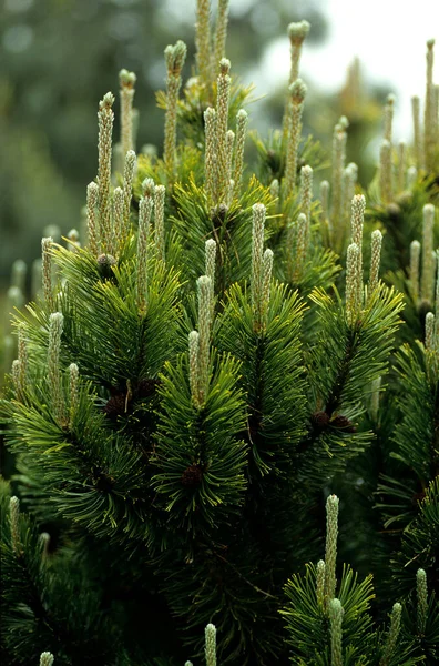 Groene Dennenboom Tak Met Naalden Het Bos Rechtenvrije Stockfoto's