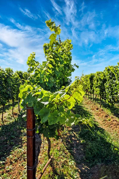 Vignes Automne Vignes — Photo