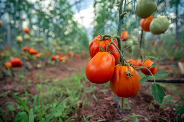 Tomates Rouges Mûres Qualité Biologique Dans Une Serre — Photo