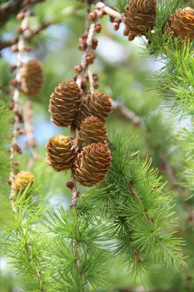 Cones Pinheiro Ramos Cone Pinho Castanho Pinheiro Cones Crescentes Fecham — Fotografia de Stock