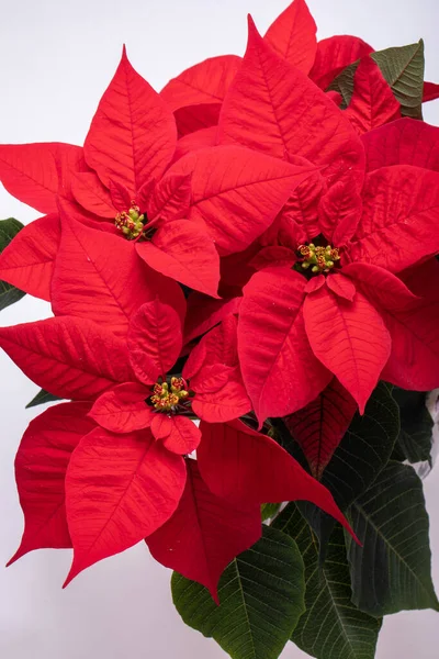 Kerstversiering Met Poinsettia Geïsoleerd Witte Achtergrond — Stockfoto