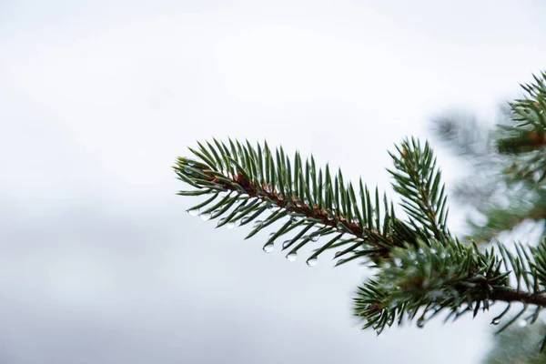 Close Pine Tree Covered Rain Drop Winter Spring Thaw Copy — Stock Photo, Image
