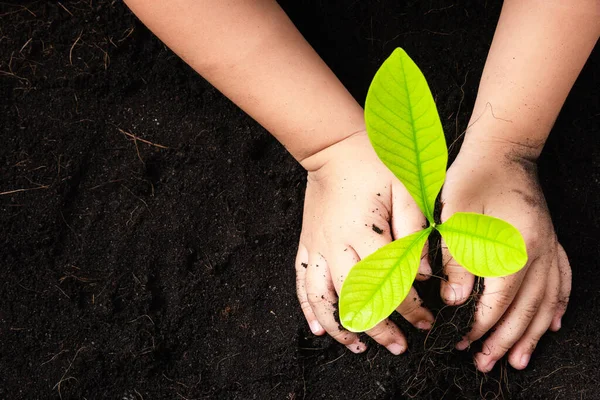 庭の黒い土に若い木の苗を植える子供の手のトップビュー 地球汚染の概念 地球の日と手の環境保全 — ストック写真
