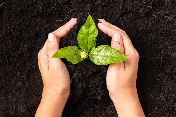 Mão Uma Mulher Plantando Verde Pequena Vida Vegetal Adubo Solo — Fotografia de Stock