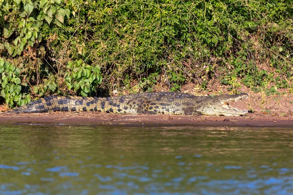 Crocodile Nile Repos Sur Rive Rivière Avec Bouche Ouverte Montrant — Photo