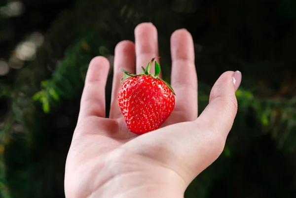 Close Van Een Vrouw Handen Met Verse Aardbeien Groene Achtergrond — Stockfoto