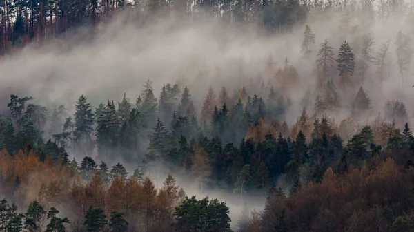 Hermoso Paisaje Otoñal Con Árboles Bosque — Foto de Stock