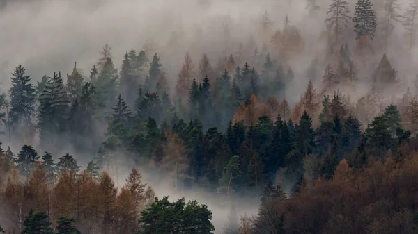 Туманное Утро Лесу — стоковое фото
