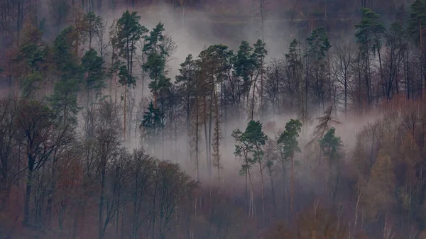 Nebbiosa Mattina Nella Foresta — Foto Stock