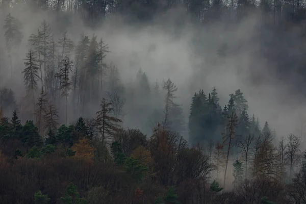 Krásný Výhled Les — Stock fotografie