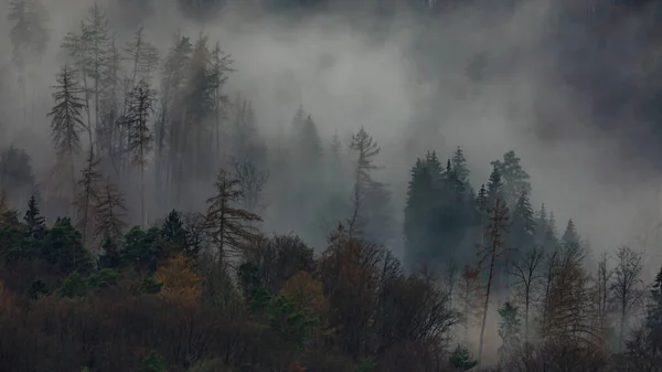 Beau Paysage Avec Une Forêt Ciel Brumeux — Photo