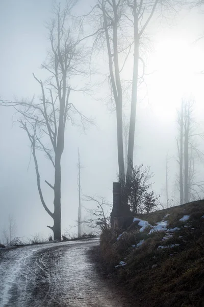 Gravel Road Foggy Woodland Mountain Ridge Hohe Wand Austria — Stock Photo, Image