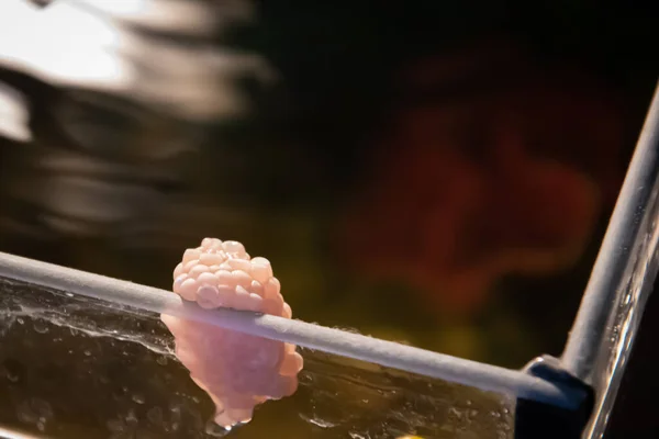 Closeup shot of water snail eggs in the aquarium