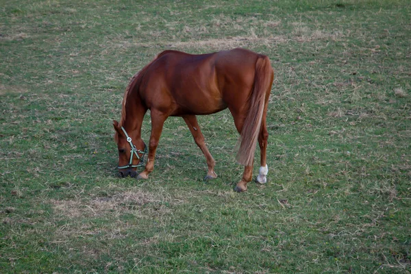 Ett Porträtt Hingst Pflerd Som Betar Hingst — Stockfoto