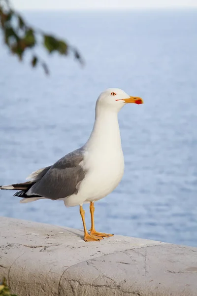 Retrato Uma Gaivota Uma Parede Tijolo — Fotografia de Stock