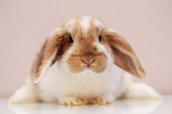 Photo Shoot Small Dwarf Rabbit — Stock Photo, Image