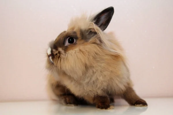Фотосесія Маленького Карликового Кролика — стокове фото