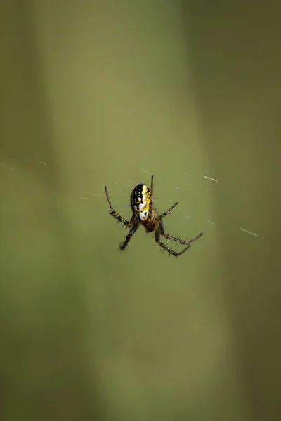 Ένα Κοντινό Πλάνο Μιας Αράχνης Αρκεύθου Στον Ιστό Της — Φωτογραφία Αρχείου