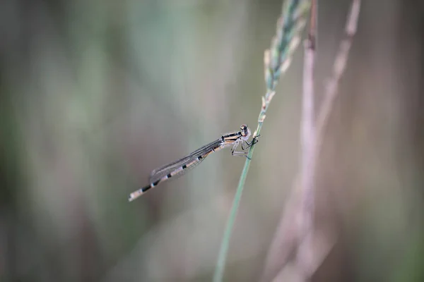 Close Dari Capung Rumput — Stok Foto