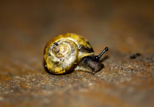 Close Cepaea Snail Garden — Stock fotografie