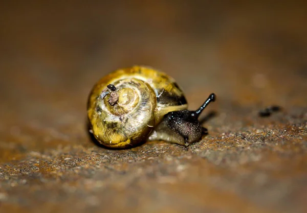 Gros Plan Une Cémée Escargot Dans Jardin — Photo