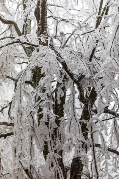 Bevroren Bomen Het Winterbos — Stockfoto