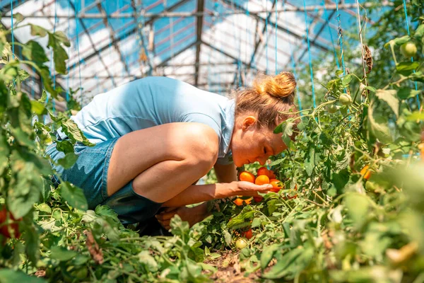 Landbouwer Inspecteert Een Oogst Tomaten Het Bedrijf — Stockfoto