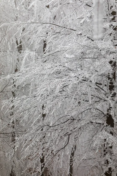 Kış Ormanında Donmuş Ağaçlar — Stok fotoğraf