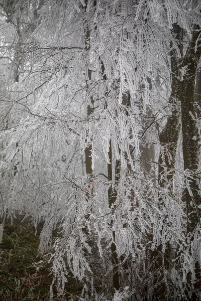 Alberi Congelati Nella Foresta Invernale — Foto Stock