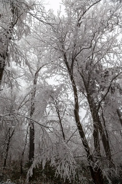 Fagyasztott Fák Téli Erdőben — Stock Fotó
